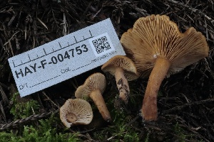  ( - HAY-F-004753)  @11 [ ] by-nc (2023) Taye Bright Fungal Diversity Survey