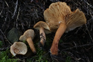 ( - HAY-F-004753)  @11 [ ] by-nc (2023) Taye Bright Fungal Diversity Survey