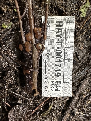  ( - HAY-F-001719)  @11 [ ] by-nc (2023) Bat Vardeh Fungal Diversity Survey