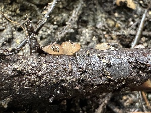  ( - HAY-F-001719)  @11 [ ] by-nc (2023) Bat Vardeh Fungal Diversity Survey