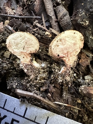  ( - HAY-F-001713)  @11 [ ] by-nc (2023) Bat Vardeh Fungal Diversity Survey