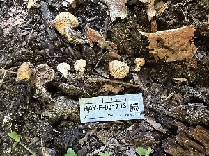  ( - HAY-F-001713)  @11 [ ] by-nc (2023) Bat Vardeh Fungal Diversity Survey