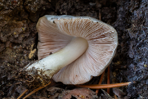  (Pluteus brunneidiscus - HAY-F-004817)  @11 [ ] by-nc (2023) Dean Lyons Fungal Diversity Survey