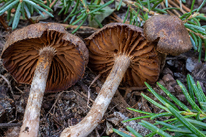  (Cortinarius fuscoflexipes - HAY-F-004816)  @11 [ ] by-nc (2023) Dean Lyons Fungal Diversity Survey