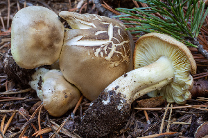  (Tricholoma sp. saponaceum-PNW02 - HAY-F-004815)  @11 [ ] by-nc (2023) Dean Lyons Fungal Diversity Survey