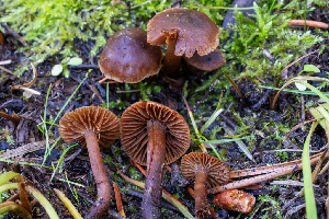  (Cortinarius sp. Harrower116a - HAY-F-004813)  @11 [ ] by-nc (2023) Dean Lyons Fungal Diversity Survey
