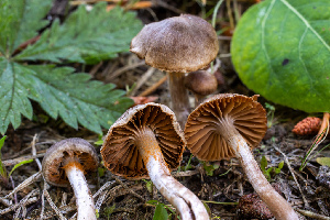  ( - HAY-F-004810)  @11 [ ] by-nc (2023) Dean Lyons Fungal Diversity Survey