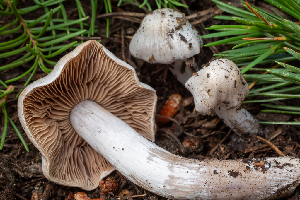  ( - HAY-F-004806)  @11 [ ] by-nc (2023) Dean Lyons Fungal Diversity Survey
