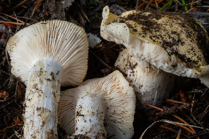  (Hygrophorus sp. gliocyclus-PNW12 - HAY-F-004805)  @11 [ ] by-nc (2023) Dean Lyons Fungal Diversity Survey