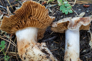  (Cortinarius sp. Harrower143 - HAY-F-004804)  @11 [ ] by-nc (2023) Dean Lyons Fungal Diversity Survey