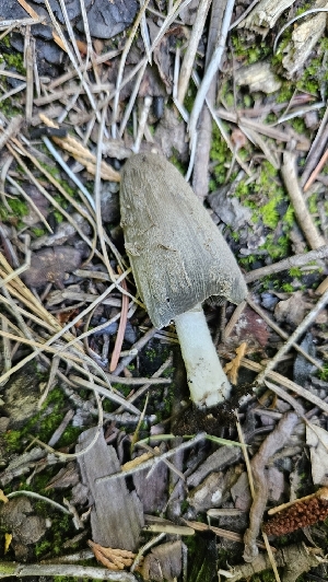  ( - HAY-F-002255)  @11 [ ] by-nc (2023) Thea Chesney Fungal Diversity Survey