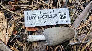  ( - HAY-F-002255)  @11 [ ] by-nc (2023) Thea Chesney Fungal Diversity Survey