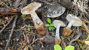  (Amanita silvicola - HAY-F-002259)  @11 [ ] by-nc (2023) Thea Chesney Fungal Diversity Survey