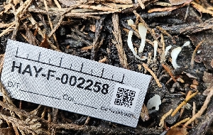  (Clavaria sp. CA06 - HAY-F-002258)  @11 [ ] by-nc (2023) Thea Chesney Fungal Diversity Survey
