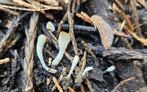  ( - HAY-F-002258)  @11 [ ] by-nc (2023) Thea Chesney Fungal Diversity Survey
