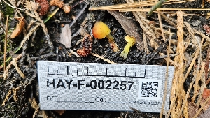  (Hygrocybe sp. conica-CA01 - HAY-F-002257)  @11 [ ] by-nc (2023) Thea Chesney Fungal Diversity Survey