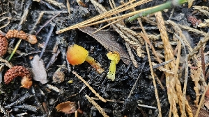  ( - HAY-F-002257)  @11 [ ] by-nc (2023) Thea Chesney Fungal Diversity Survey
