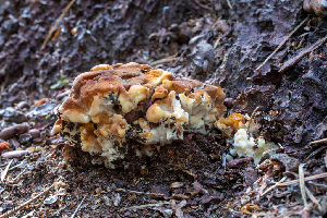  ( - HAY-F-004799)  @11 [ ] by-nc (2023) Dean Lyons Fungal Diversity Survey