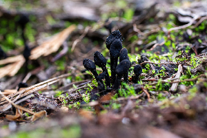  ( - HAY-F-004794)  @11 [ ] by-nc (2023) Dean Lyons Fungal Diversity Survey