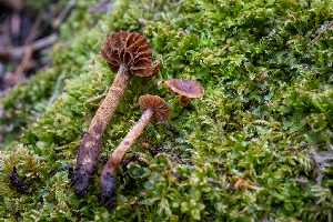  (Cortinarius helodes - HAY-F-004791)  @11 [ ] by-nc (2023) Dean Lyons Fungal Diversity Survey