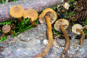  ( - HAY-F-004789)  @11 [ ] by-nc (2023) Dean Lyons Fungal Diversity Survey