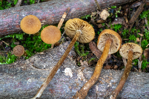  (Alnicola - HAY-F-004789)  @11 [ ] by-nc (2023) Dean Lyons Fungal Diversity Survey