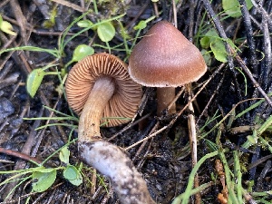  ( - HAY-F-003801)  @11 [ ] by-nc (2023) Grace Stark Fungal Diversity Survey