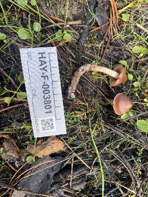  ( - HAY-F-003801)  @11 [ ] by-nc (2023) Grace Stark Fungal Diversity Survey