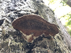  ( - HAY-F-007051)  @11 [ ] by-nc (2023) Dean Lyons Fungal Diversity Survey
