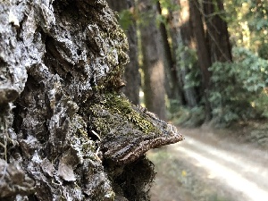  ( - HAY-F-007051)  @11 [ ] by-nc (2023) Dean Lyons Fungal Diversity Survey