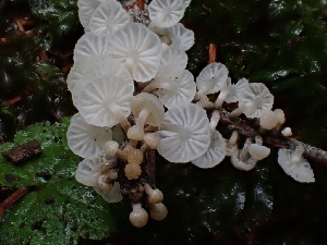  ( - HAY-F-006368)  @11 [ ] by (2023) Mandy Hackney Fungal Diversity Survey