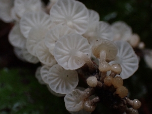  ( - HAY-F-006368)  @11 [ ] by (2023) Mandy Hackney Fungal Diversity Survey