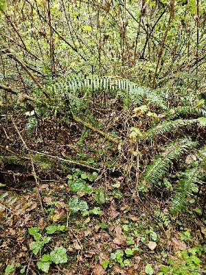  ( - HAY-F-006368)  @11 [ ] by (2023) Mandy Hackney Fungal Diversity Survey