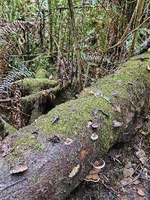  ( - HAY-F-006364)  @11 [ ] by (2023) Mandy Hackney Fungal Diversity Survey