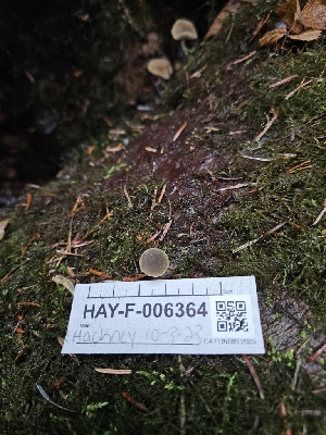  ( - HAY-F-006364)  @11 [ ] by (2023) Mandy Hackney Fungal Diversity Survey