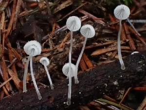  ( - HAY-F-006344)  @11 [ ] by (2023) Mandy Hackney Fungal Diversity Survey