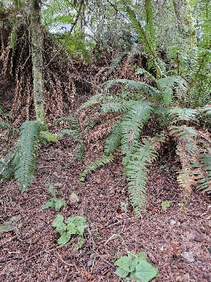  ( - HAY-F-006344)  @11 [ ] by (2023) Mandy Hackney Fungal Diversity Survey