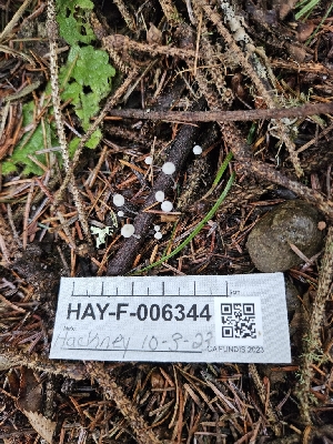  ( - HAY-F-006344)  @11 [ ] by (2023) Mandy Hackney Fungal Diversity Survey