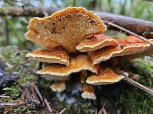  ( - HAY-F-006347)  @11 [ ] by (2023) Mandy Hackney Fungal Diversity Survey