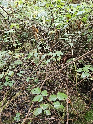 ( - HAY-F-006347)  @11 [ ] by (2023) Mandy Hackney Fungal Diversity Survey