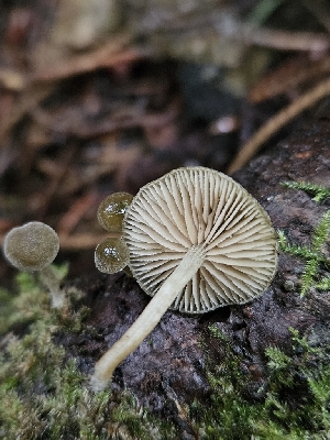  ( - HAY-F-006348)  @11 [ ] by (2023) Mandy Hackney Fungal Diversity Survey