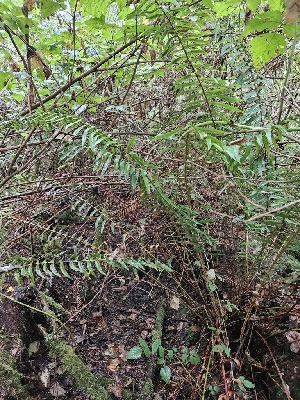  ( - HAY-F-006348)  @11 [ ] by (2023) Mandy Hackney Fungal Diversity Survey