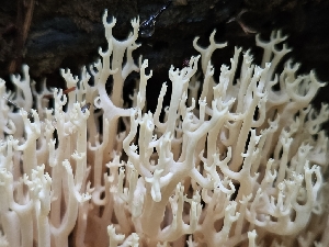  (Ramaria stricta var. concolor - HAY-F-006350)  @11 [ ] by (2023) Mandy Hackney Fungal Diversity Survey