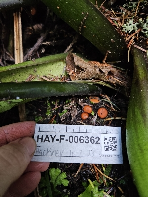  ( - HAY-F-006362)  @11 [ ] by (2023) Mandy Hackney Fungal Diversity Survey