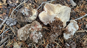  ( - HAY-F-002242)  @11 [ ] by-nc (2023) Thea Chesney Fungal Diversity Survey