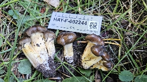  ( - HAY-F-002244)  @11 [ ] by-nc (2023) Thea Chesney Fungal Diversity Survey