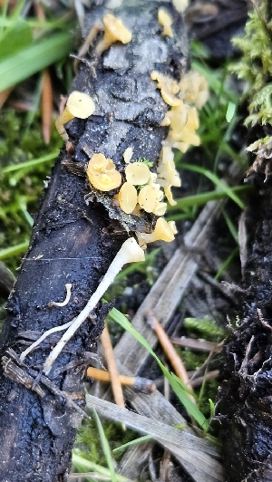  (Hymenoscyphus - HAY-F-002245)  @11 [ ] by-nc (2023) Thea Chesney Fungal Diversity Survey