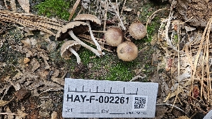  ( - HAY-F-002261)  @11 [ ] by-nc (2023) Thea Chesney Fungal Diversity Survey