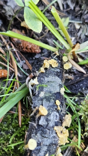  ( - HAY-F-002245)  @11 [ ] by-nc (2023) Thea Chesney Fungal Diversity Survey