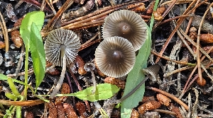  (Mycena sp. CA04 - HAY-F-002248)  @11 [ ] by-nc (2023) Thea Chesney Fungal Diversity Survey